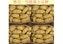 荷蘭十五土豆